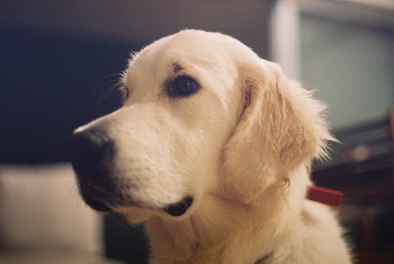 A golden retriever in soft light, looking away from the camera