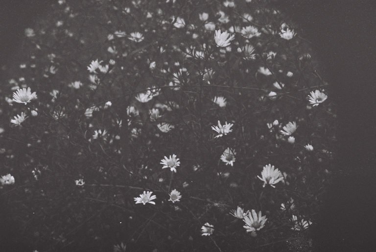 Black and white: a spray of daisies in flower against dark foliage